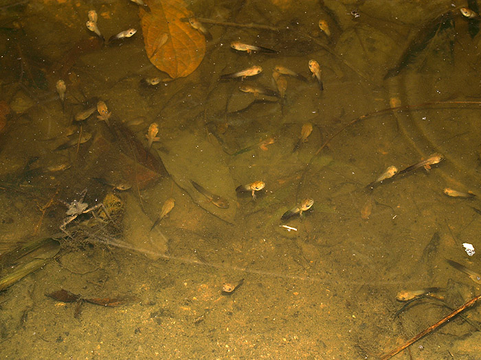 swimming tadpoles