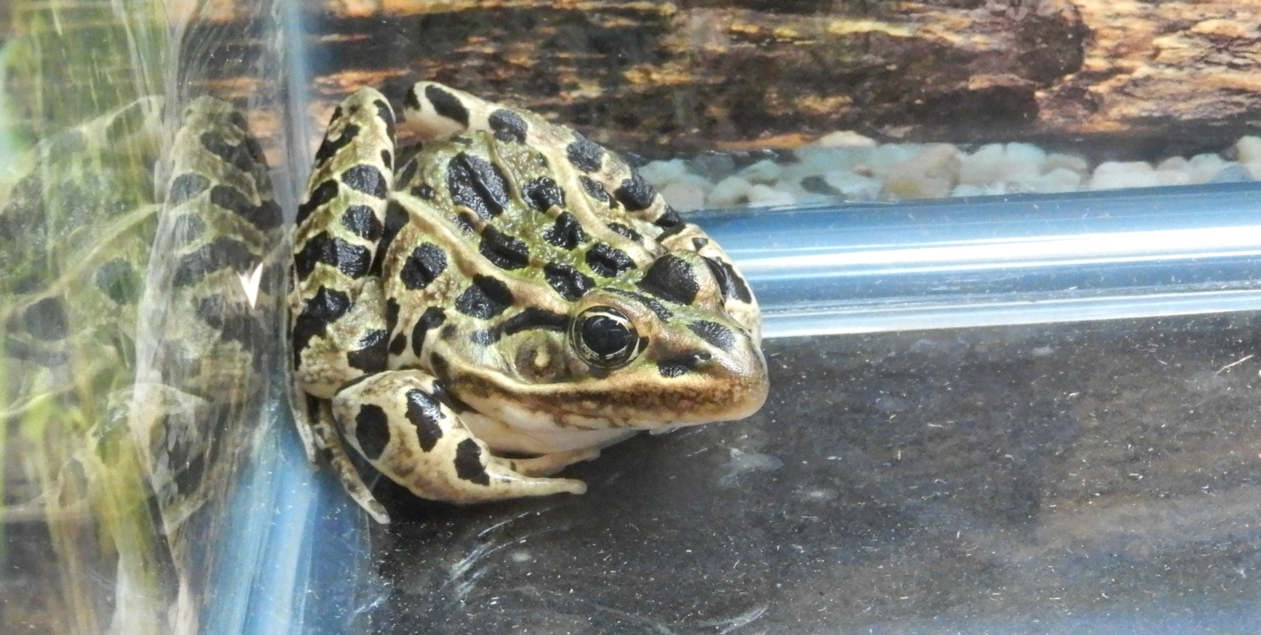 Pet Leopard Frog  
