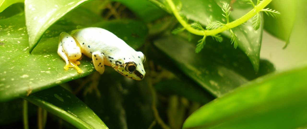Blue reed frog on leaf in the terrarium