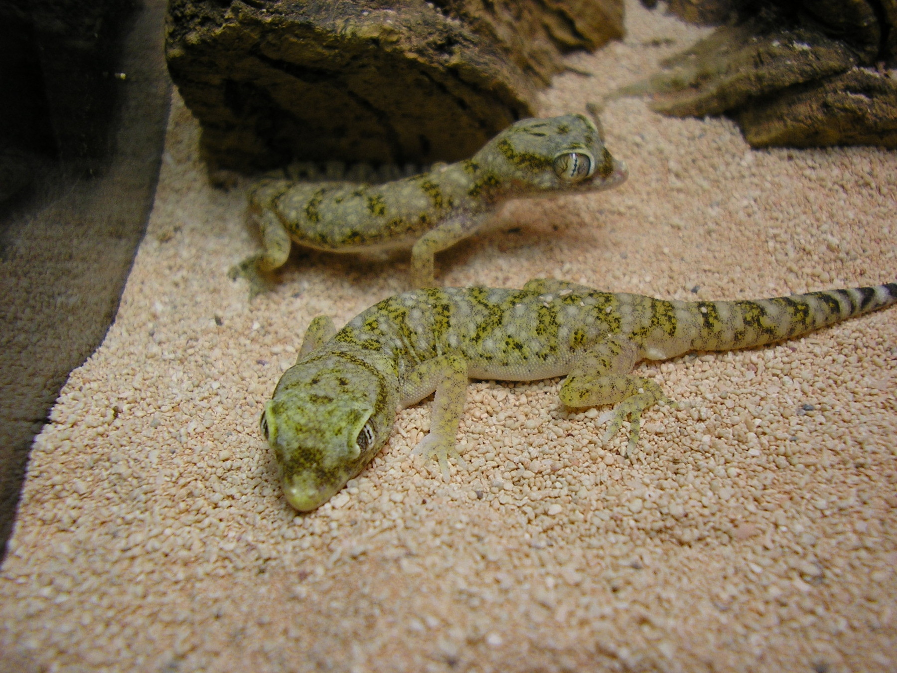 Dwarf Sand Gecko (Stenodactylus spp 