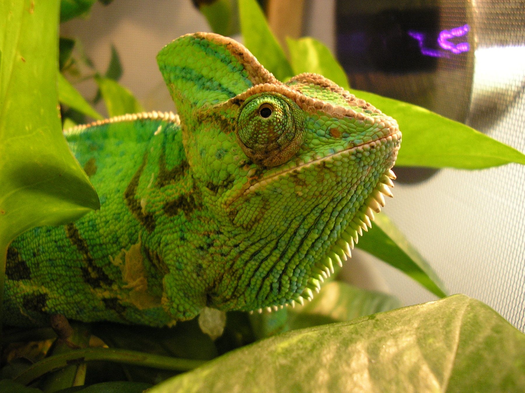 Veiled Chameleon (Chamaeleo calyptratus) Care >> Amphibian Care