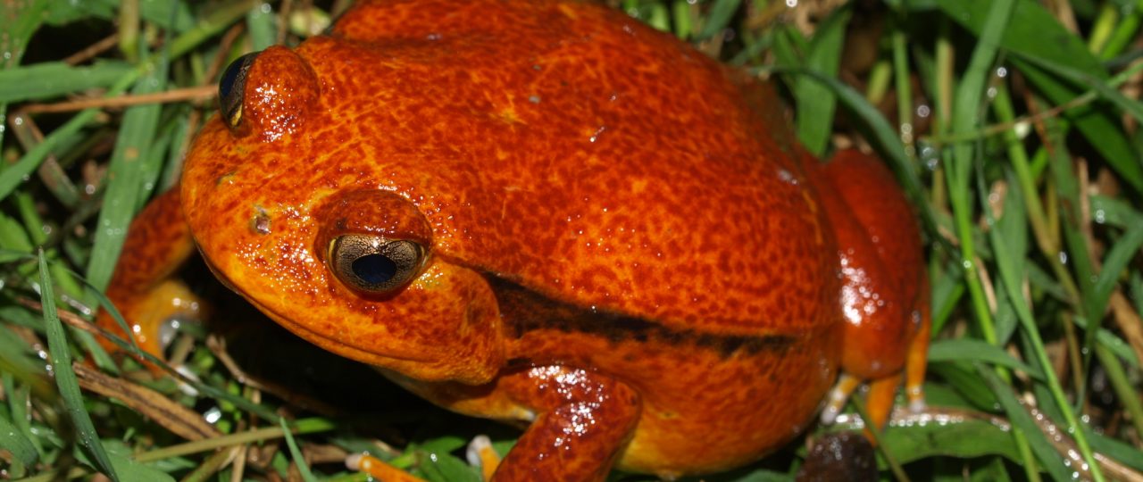 Tomato Frog - Dyscophus guineti