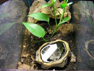 An enclosure for an American toad - soil substrate, cork bark hide, pothos clipping, and a water dish.