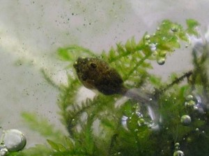 A golden mantella tadpole and java moss