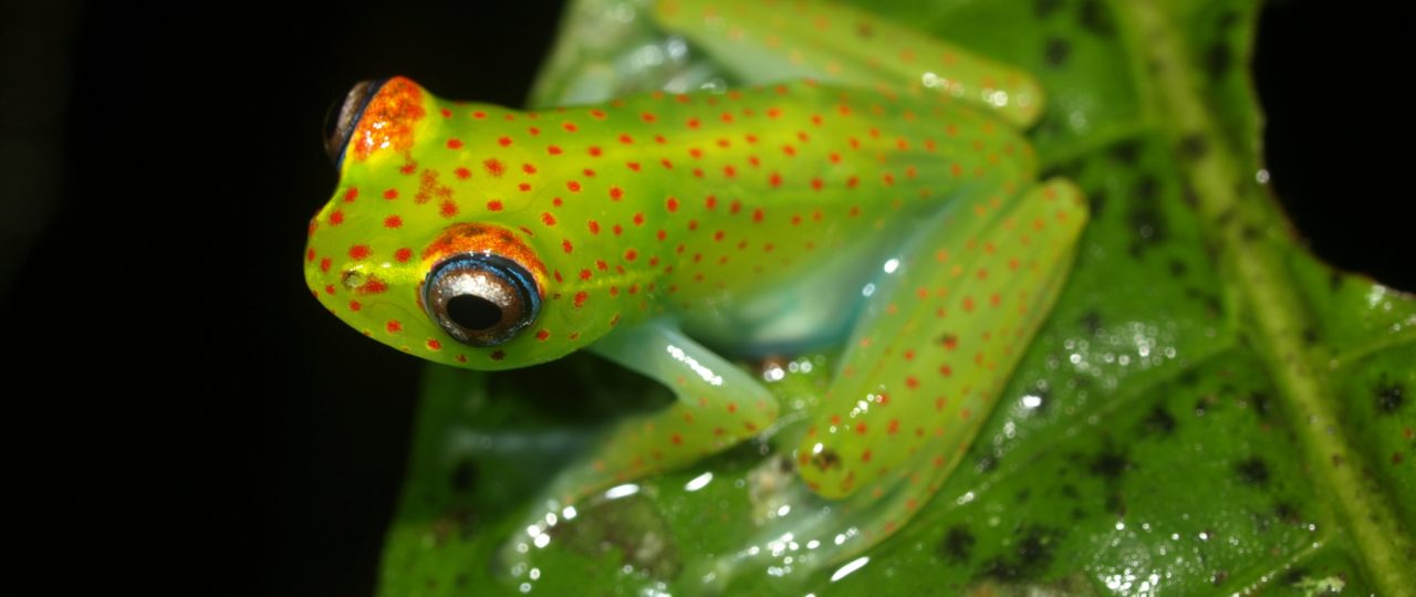 A tree frog (Boophis tasymena) on a leaf