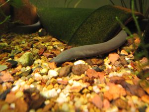 Rubber eel in the aquarium