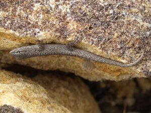 Lygodactylus on a rock at Isalo