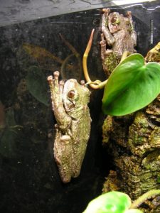 Rabb's Tree Frog
